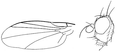 drawing of adult fly body parts