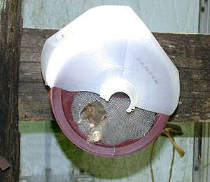photo of bumble bee house in place with gallon-jug rain roof