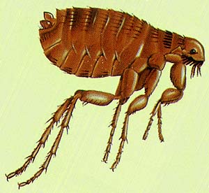 drawing of male cat flea