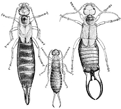 Forficula auricularia, drawings of female, young & male earwigs