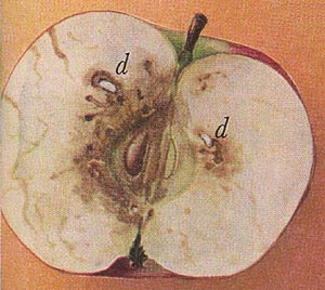 color illustration, cross section of apple with apple maggots, Rhagolethis pomonella