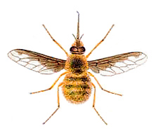 color drawing of adult bee fly
