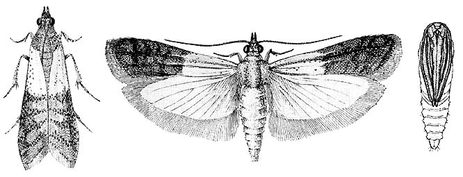 drawings of adult indian meal moth and pupa