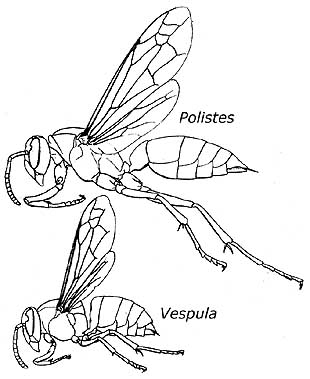 diagram of Polistes & Vespula bodies