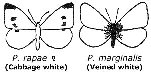comparative drawing of cabbage white and veined white
