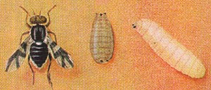 color illustration of apple maggot adult, puparium & larva