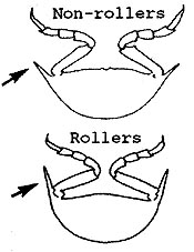 diagram cross-section of 2 types isopod body