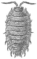 drawing Porcellio scaber