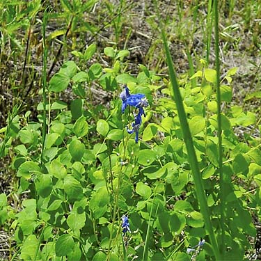 blue meadow wildflower, Thirteenmile Creek Trailhead, Ferry County, Washington