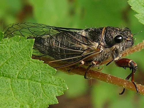 cicada Okanagana occidentalis, Thirteenmile Creek Trailhead, Ferry County, Washington