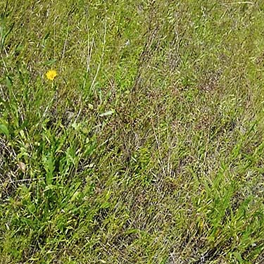 grass meadow in full daylight, Thirteenmile Creek Trailhead, Ferry County, Washington