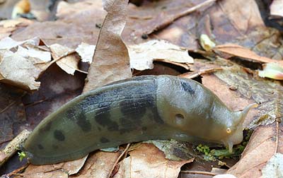 banana slug Ariolimax columbianus, south fork Portage Creek, Snohomish County, Washington