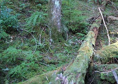 Forest floor in mature western hemlock forest near Siler Creek, Lewis County, Washington