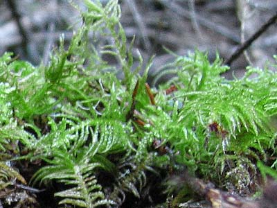 moss Hylocomium splendens at Siler Creek, Lewis County, Washington