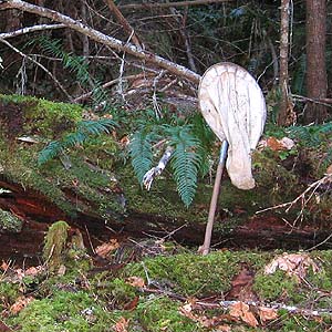 log in Western hemlock Tsuga heterophylla forest, Siler Creek, Lewis County, Washington