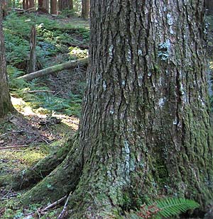 Western hemlock Tsuga heterophylla trunk, Siler Creek, Lewis County, Washington
