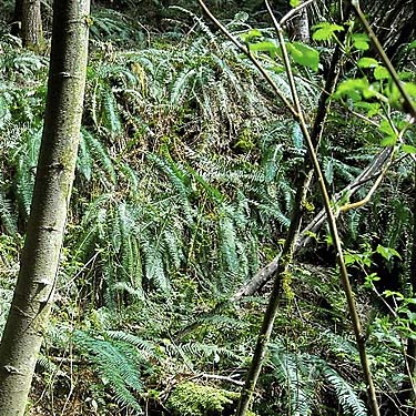 sword ferns Polystichum munitum on slope of ravine, south slope of Anderson Mountain, Skagit County, Washington