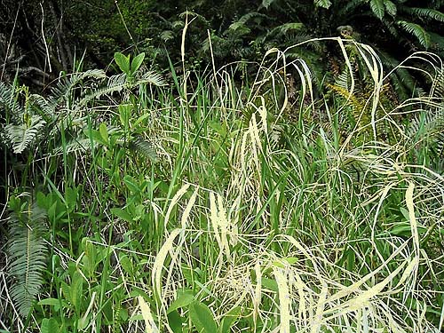 roadside verge grass habitat, south slope of Anderson Mountain, Skagit County, Washington