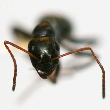 head of ant, Formica podzonica, Washington Park Arboretum, Fraxinus area, Seattle, Washington