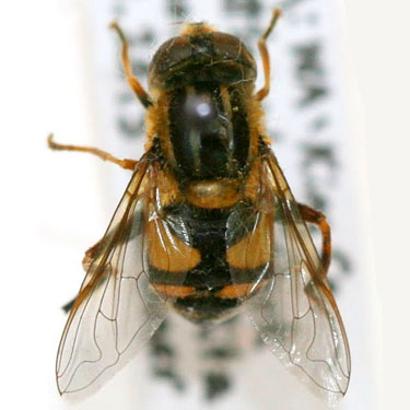 hover fly Syrphidae, Washington Park Arboretum, Fraxinus area, Seattle, Washington