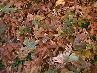 fallen dead leaves of bigleaf maple Acer macrophyllum, SE of Black Diamond, King County, Washington