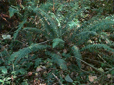 sword fern Polystichum munitum in forest understory, SE of Black Diamond, King County, Washington