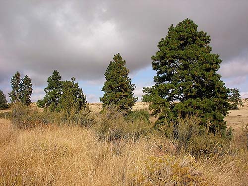 row of Ponderosa pine trees, swale W of Bickleton, Klickitat County, Washington
