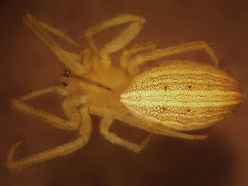 orbweaver spider Larinia borealis from Blockhouse Creek, central Klickitat County, Washington