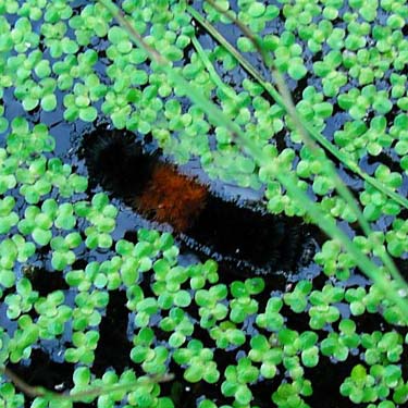 drowned caterpillar Pyrrharctia isabella amid duckweed, Blockhouse Creek, central Klickitat County, Washington