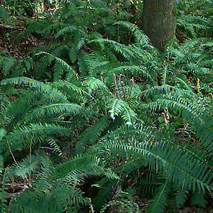 fern Polystichum munitum understory in littoral forest, English Boom, Camano Island, Washington