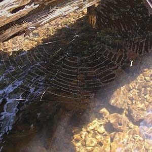 hrizontal web of Tetragnatha versicolor Tetragnathidae orbweaver, Bozy Creek, Black Hills, Grays Harbor County, Washington