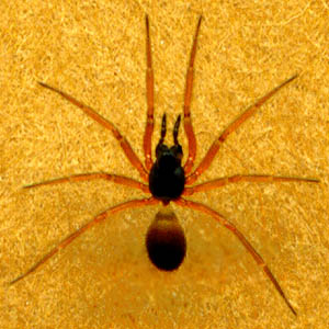 Walckenaeria sp. spider female Linyphiidae, powerline clearing, Burn Hill SE of Arlington, Washington