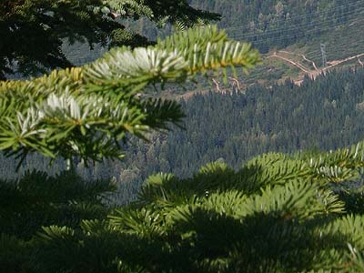 foliage of Pacific silver fir Abies amabilis, summit ridge of Cabin Mountain, Kittitas County, Washington