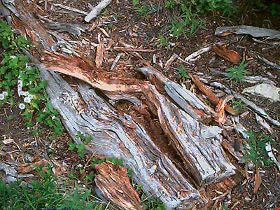 log dead wood habitat, summit ridge of Cabin Mountain, Kittitas County, Washington