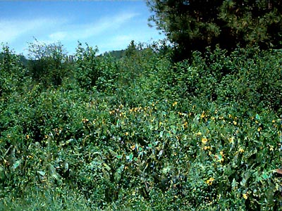 meadow stand of Balsamorhiza, Camas Land, Chelan County, Washington