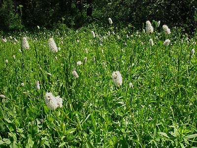 meadow field layer diversity, Camas Land, Chelan County, Washington