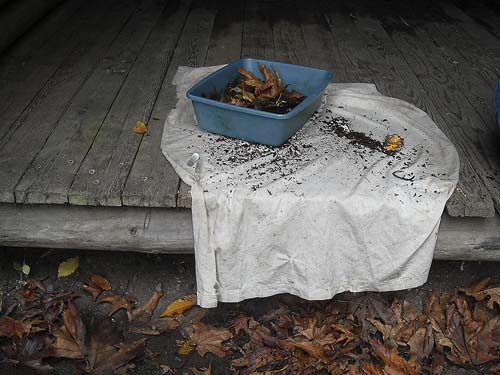 set up to sift leaf litter for spiders, Tolt River John MacDonald Park, Carnation, Washington