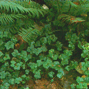 ivy Hedera helix in understory, Centennial Woods Park, Lake Stevens, Snohomish County, Washington