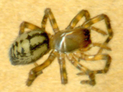 juvenile spider Callobius pictus, Amaurobiidae, from moss, Centennial Woods Park, Lake Stevens, Snohomish County, Washington