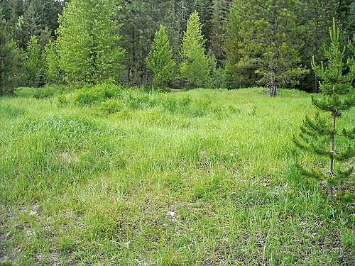 meadow between Chikamin Creek & Chiwawa River, central Chelan County, Washington