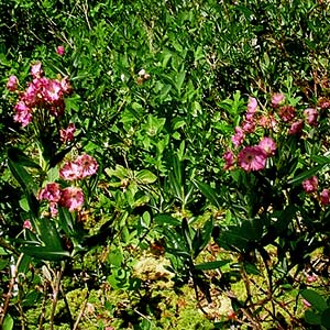 bog laurel Kalmia occidentalis, Sphagnum bog on Coal Mountain, Skagit County, Washington
