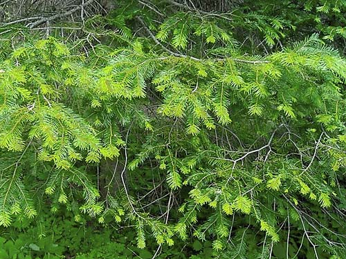 grand fir foliage Abies grandis, Cougar Flat Campground, Yakima County, Washington
