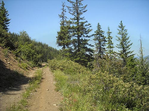 habitat resembling subalpine parkland, near trailhead of County Line Trail, Kittitas/Chelan County, Washington