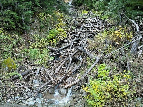 small streamcourse full of dead wood, Deer Creek Road near Silverton, Snohomish County, Washington