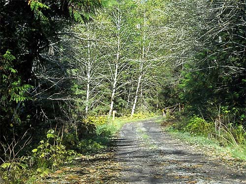 roadside habitats, Deer Creek Road, near Silverton, Snohomish County, Washington