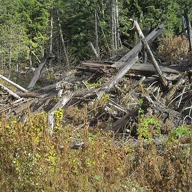 windfall dead wood in clearing, Deer Creek Road near Silverton, Snohomish County, Washington