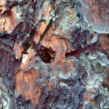 ponderosa pine bark, Derby Canyon, Chelan County, Washington