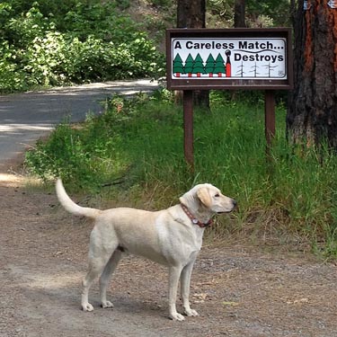 local dog golden retriever in Derby Canyon, Chelan County, Washington