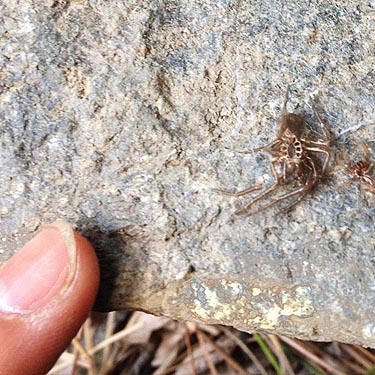 spider exuviae under stone, Derby Canyon, Chelan County, Washington