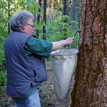 Rod Crawford scraping pine bark into net, Derby Canyon, Chelan County, Washington